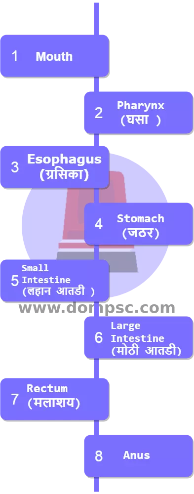 Digestive-system-Steps